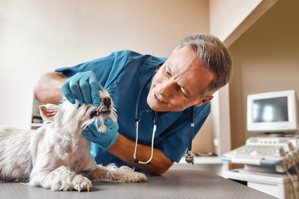 Best Walk-In Emergency Dental Services in Hardeeville, SC